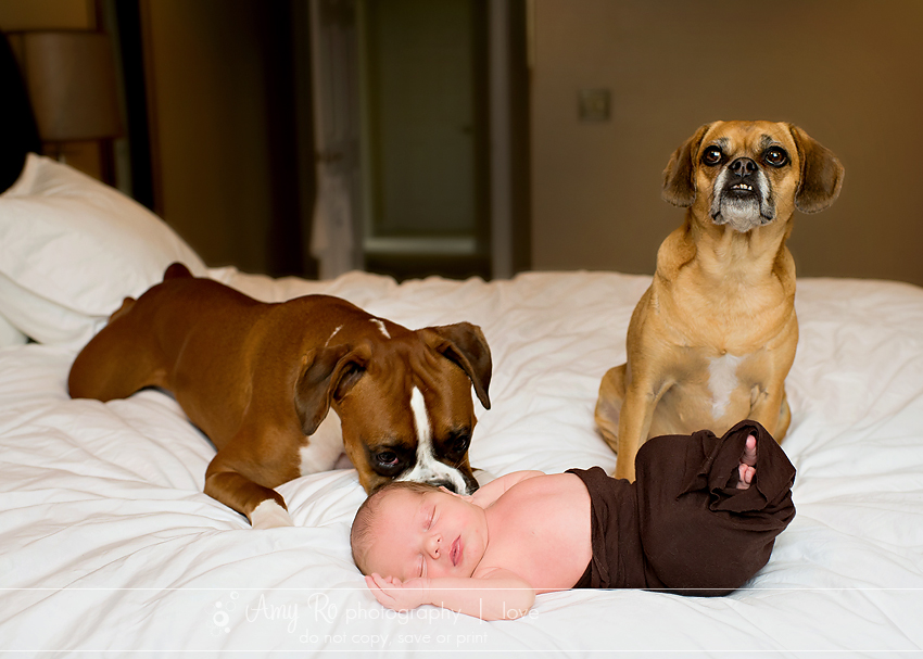 Newborn shot with dogs